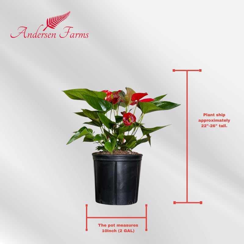 Anthurium Melanie Red Live Plant, Indoor/Outdoor, 10-inch Grower Pot, 28 inches Tall