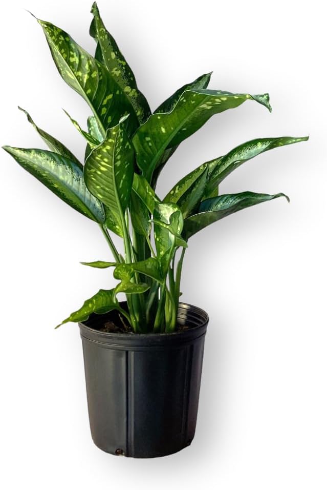 Dieffenbachia Panther Live Plant Indoor/Outdoor in 10 in Grower Pot, Green, White