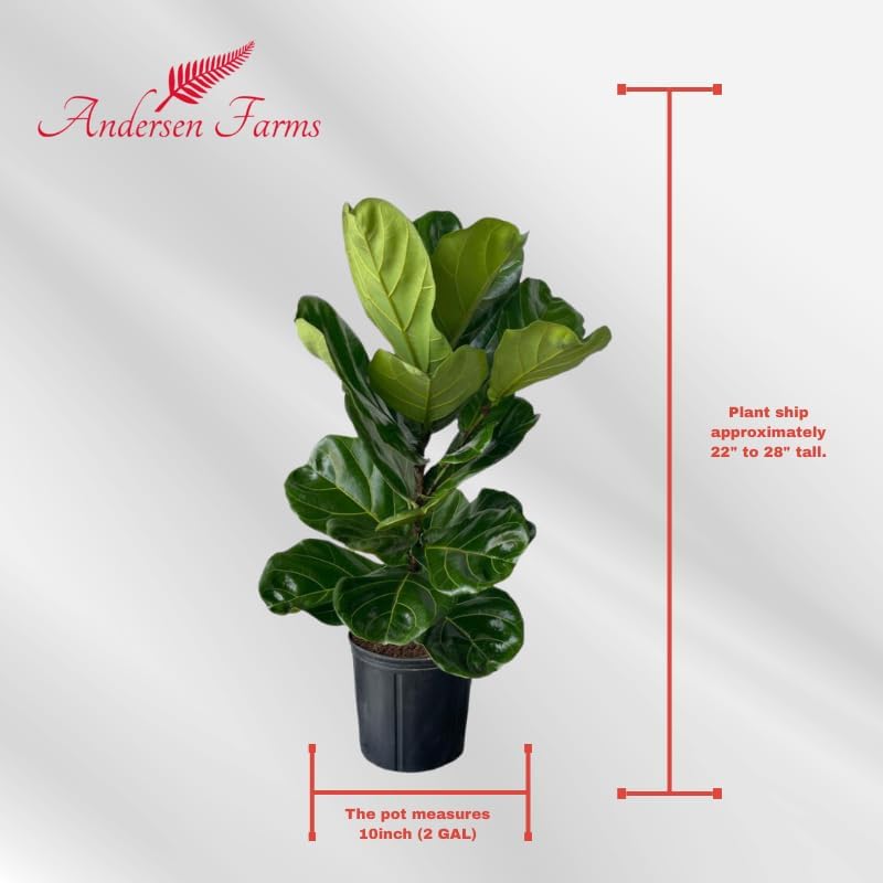 Ficus Lyrata Live Plant Indoor/Outdoor in 10 in Grower Pot, Green