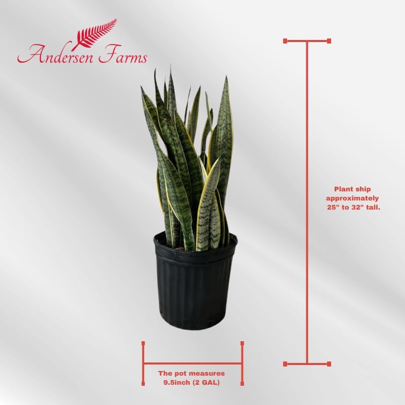 Sansevieria Laurentii Live Plant Indoor/Outdoor in 10 in Grower Pot, Green, Yellow