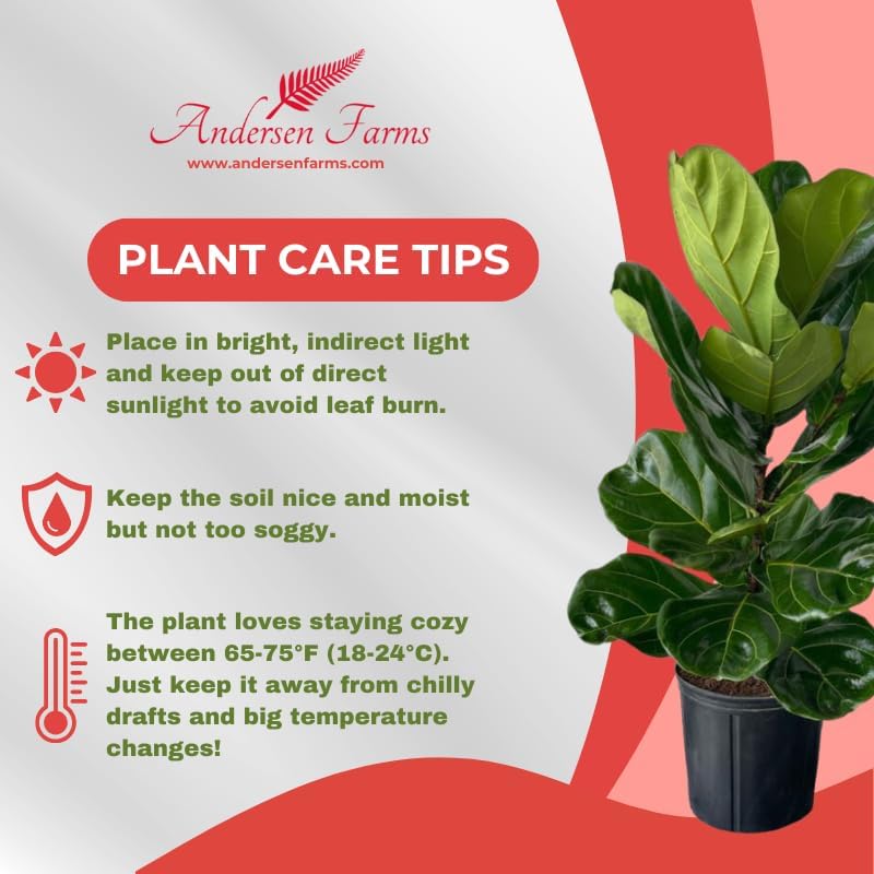 Ficus Lyrata Live Plant Indoor/Outdoor in 10 in Grower Pot, Green