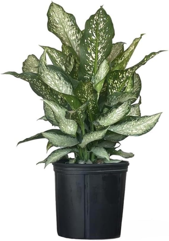 Dieffenbachia Tiki Live Houseplant Ideal for Home and Office Decor (24-28 inches Tall) in 10 inch Grower Pot