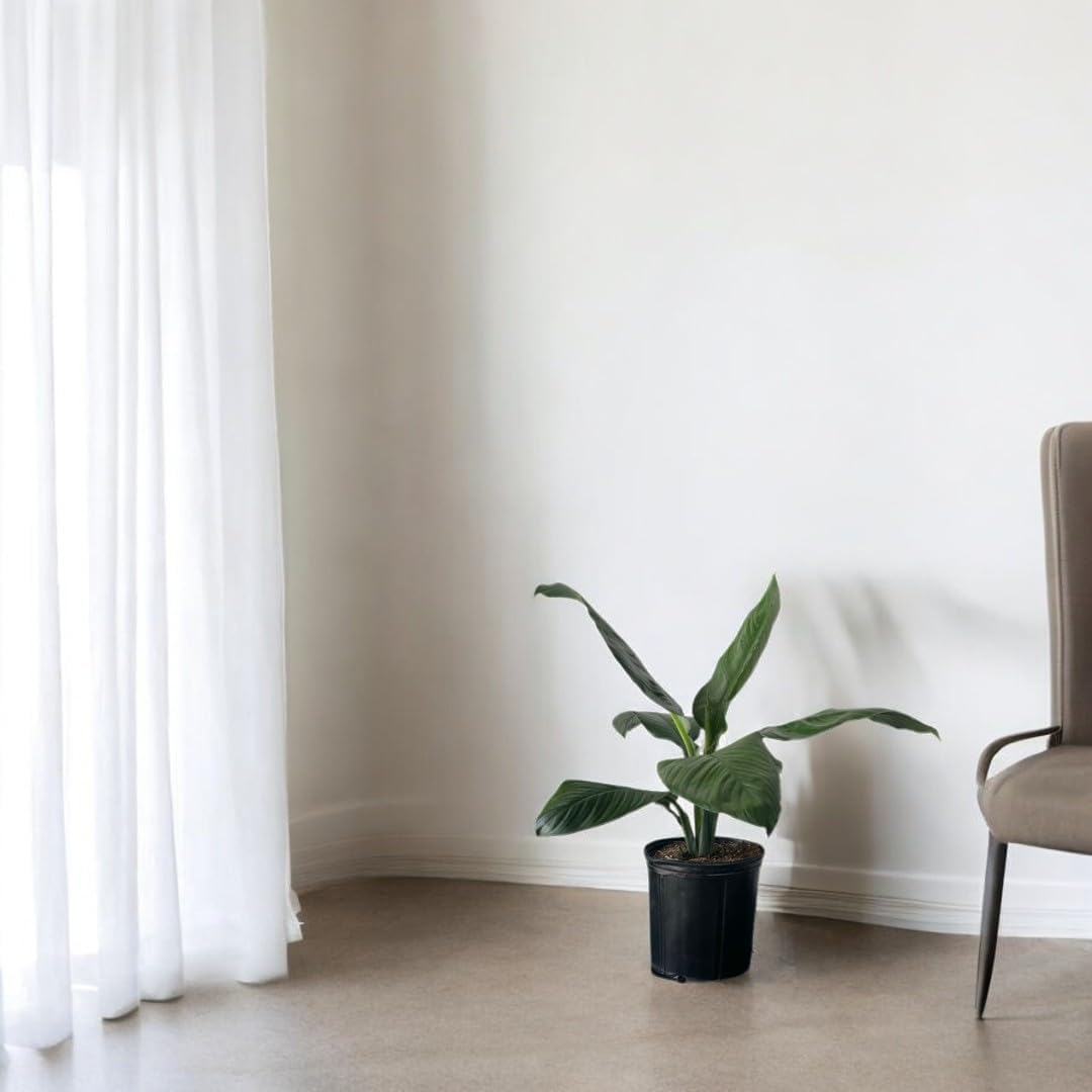 Spathiphyllum Sensation 'Peace Lily' Live Plant, Indoor/Outdoor, 10 in Grower Pot