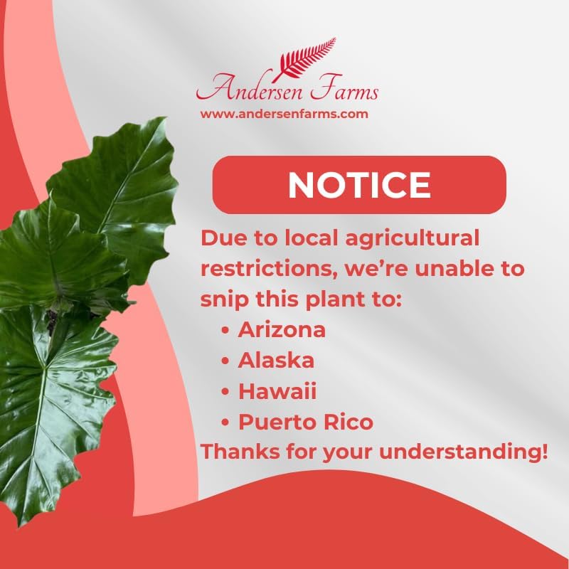 Alocasia Portora 'Elephant Ear' Live Plant, 10in Grower Pot, Indoor/Outdoor