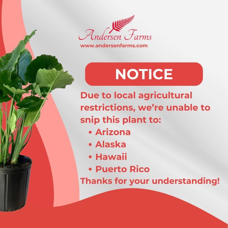 Alocasia Calidora Live Plant Indoor/Outdoor in 10 in Grower Pot, Green