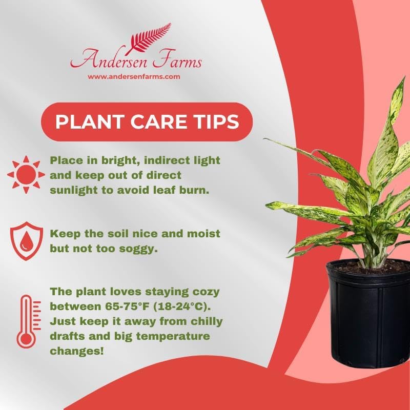 Dieffenbachia Starbright Live Plant, Indoor/Outdoor, 10-inch Pot, Yellow and Green