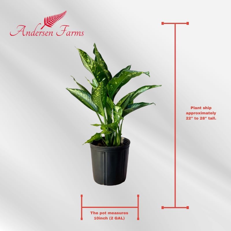 Dieffenbachia Panther Live Plant Indoor/Outdoor in 10 in Grower Pot, Green, White