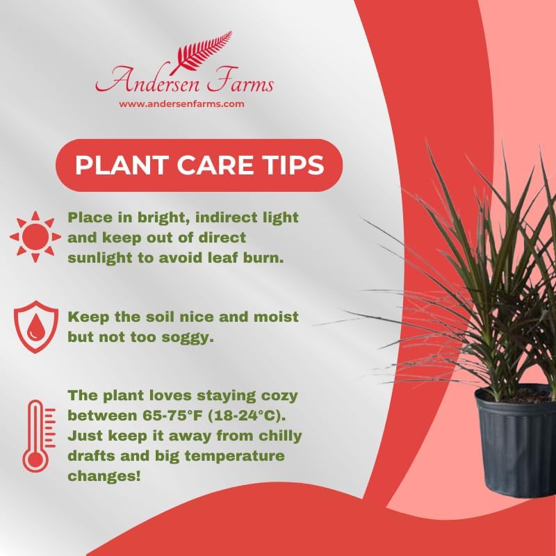 Dracaena Marginata Magenta Live Indoor/Outdoor Plant in 10 in Grower Pot