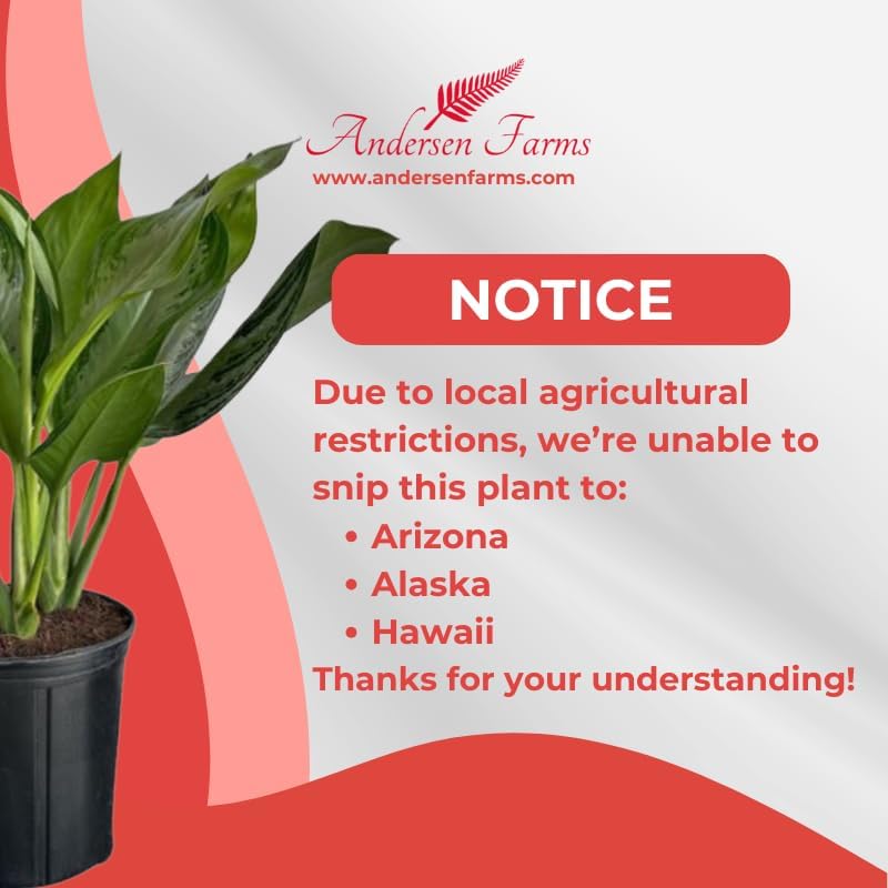 Aglaonema Silver Bay Live Plant Indoor/Outdoor in 10 in Grower Pot