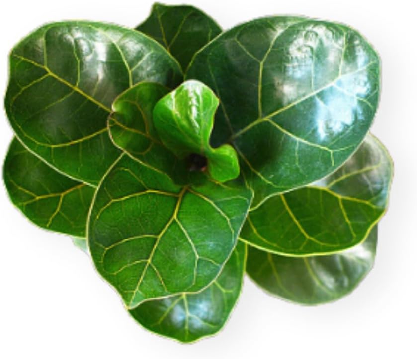 Ficus Lyrata Live Plant Indoor/Outdoor in 10 in Grower Pot, Green