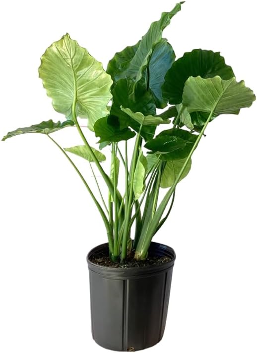 Alocasia Calidora Live Plant Indoor/Outdoor in 10 in Grower Pot, Green