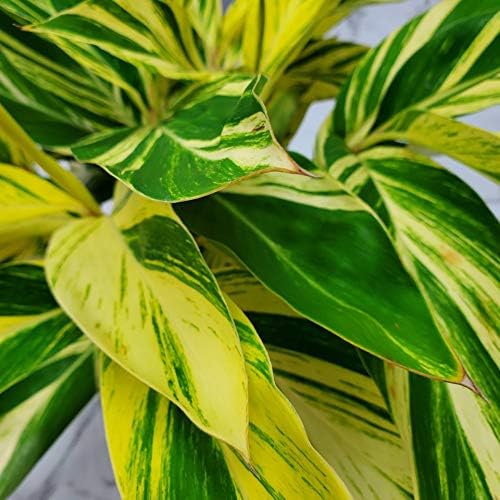 Variegated Ginger - Alpinia Zerumbet Variegata