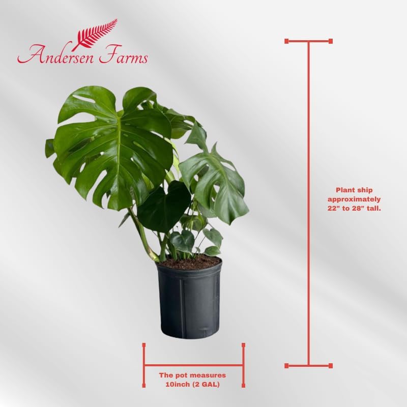 Philodendron Monstera Live Plant Indoor/Outdoor in 10 in Grower Pot