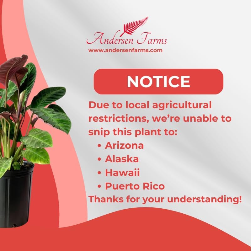 Calathea Warscewiczii Live Plant Indoor/Outdoor in 10 in Grower Pot, Green, White