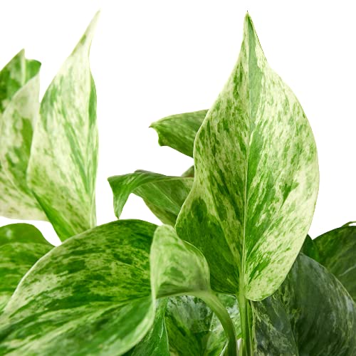 Pothos