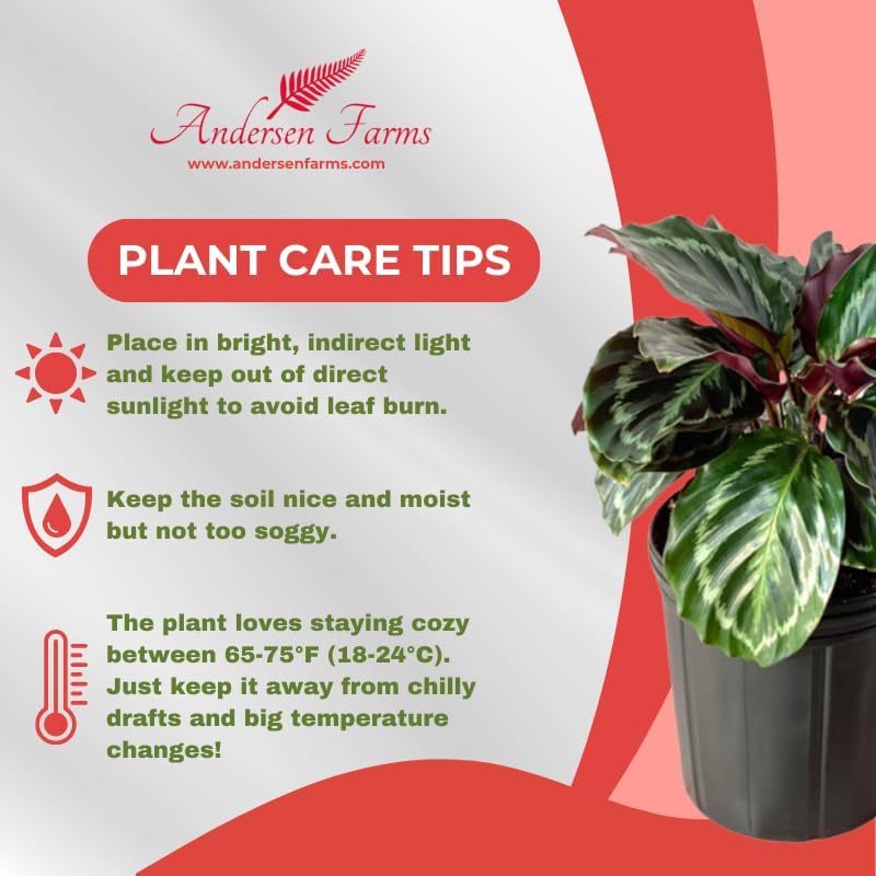 Calathea Medallion Live Plant Indoor/Outdoor in 10 in Grower Pot, Green, Rose
