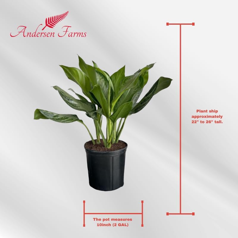 Aglaonema Silver Bay Live Plant Indoor/Outdoor in 10 in Grower Pot