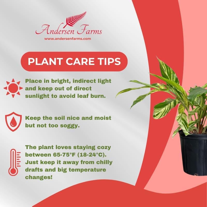 Alpina Varigated Ginger Live Plant, Indoor/Outdoor, 10-inch Grower Pot