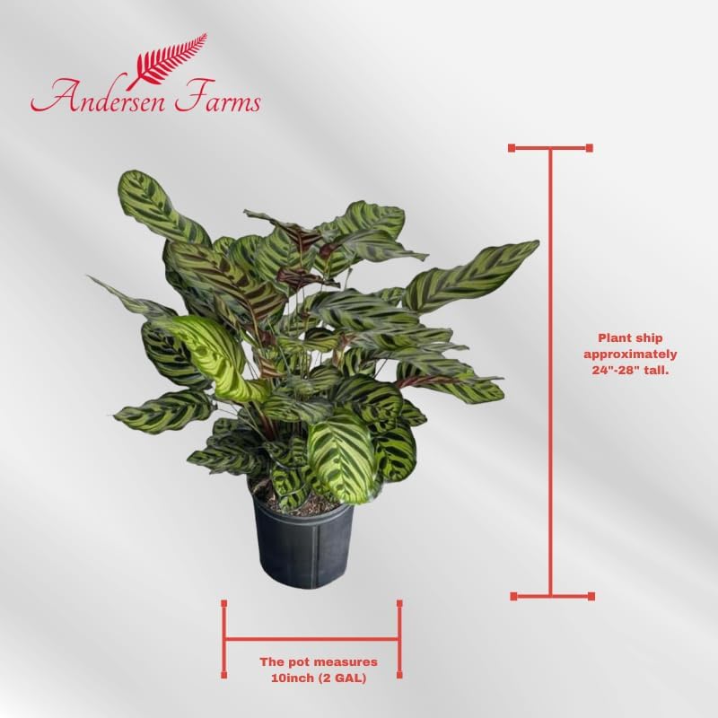 Calathea Makoyana Live Plant Indoor/Outdoor in 10 in Grower Pot
