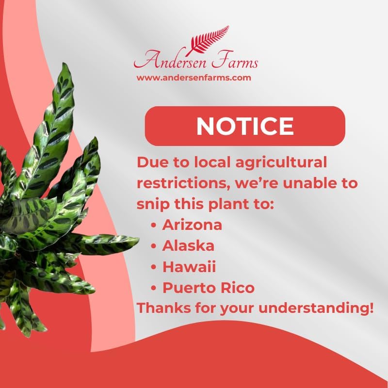 Calathea Lancifolia Live Plant Indoor/Outdoor in 10 in Grower Pot, Green, White