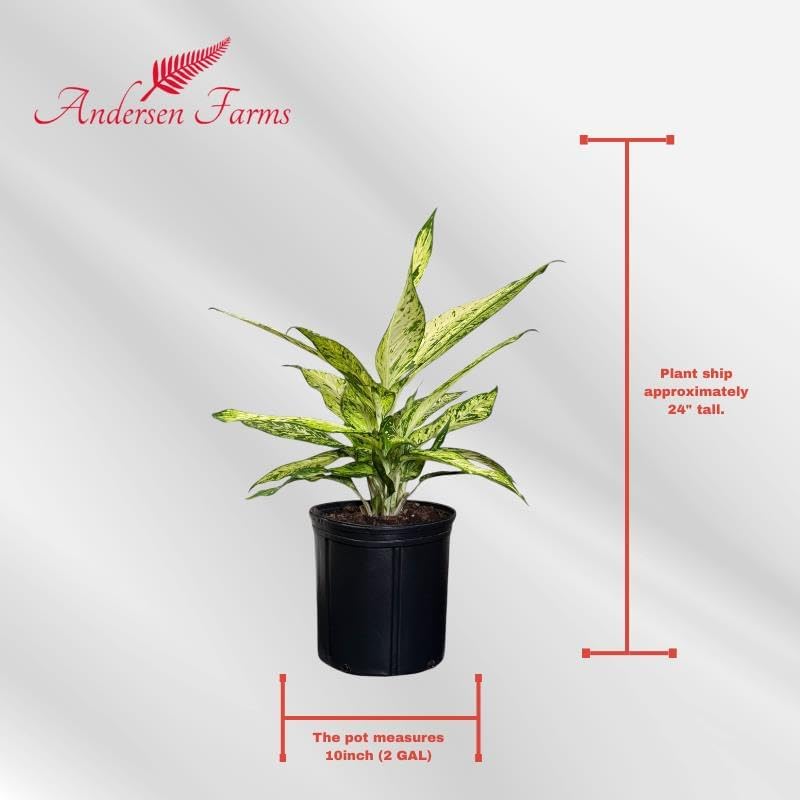Dieffenbachia Starbright Live Plant, Indoor/Outdoor, 10-inch Pot, Yellow and Green