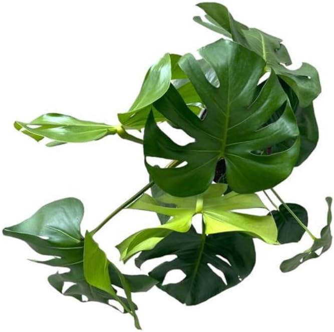 Philodendron Monstera Live Plant Indoor/Outdoor in 10 in Grower Pot