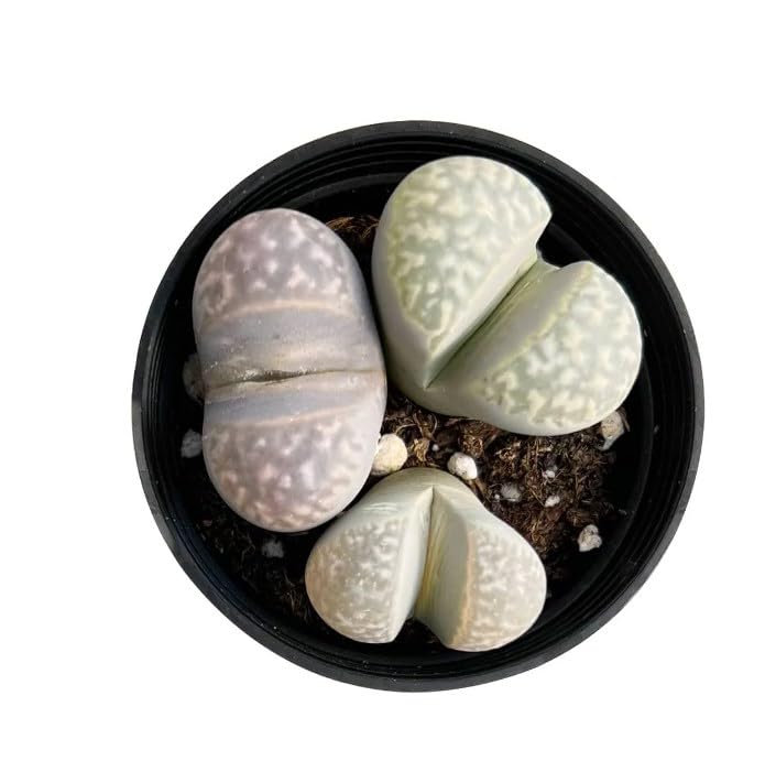 Lithops & Succulent Collection