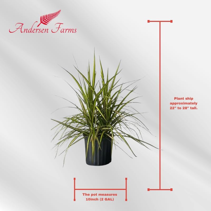 Dracaena Marginata Kiwi Live Plant โ 10-inch Grower Pot, Indoor/Outdoor Houseplant