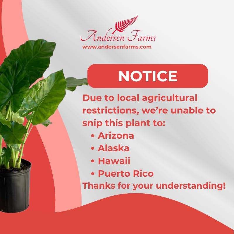 Alocasia California Live Plant Indoor/Outdoor in 10 in Grower Pot, Green