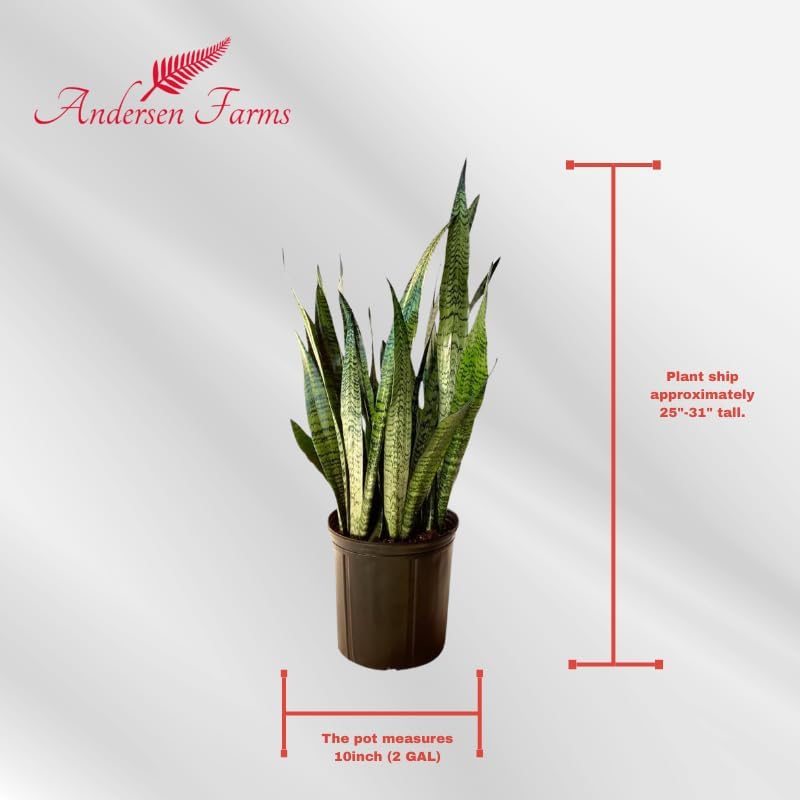 Sansevieria Zeylanica Live Plant Indoor/Outdoor in 10 in Grower Pot