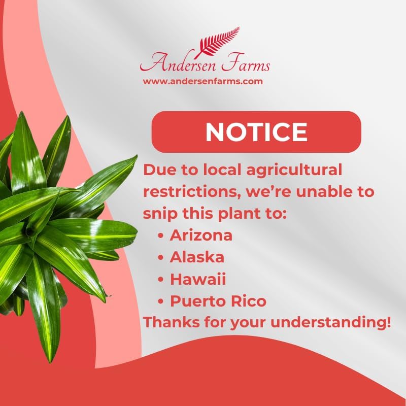 Dracaena Hawaiian Sunshine Live Plant, Indoor/Outdoor, 10-inch Grower Pot