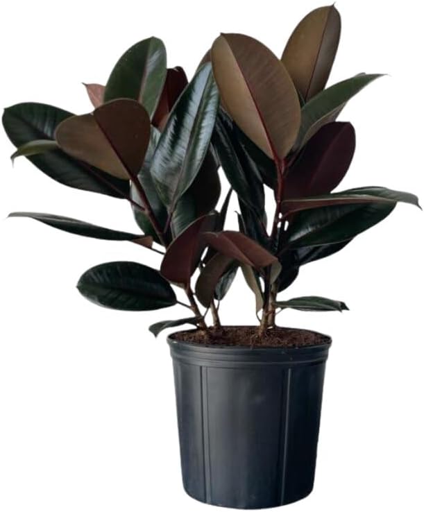 Burgundy Ficus Live Indoor/Outdoor Plant 10" Growers Pot
