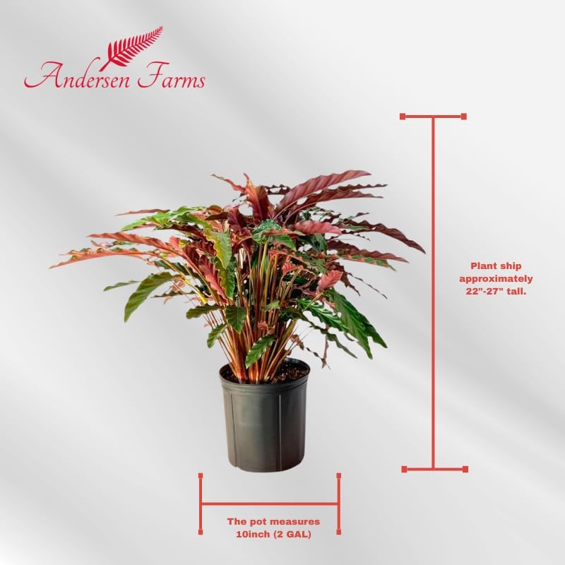 Calathea Rufibarba Live Plant Indoor/Outdoor in 10 in Grower Pot, Green, Purple