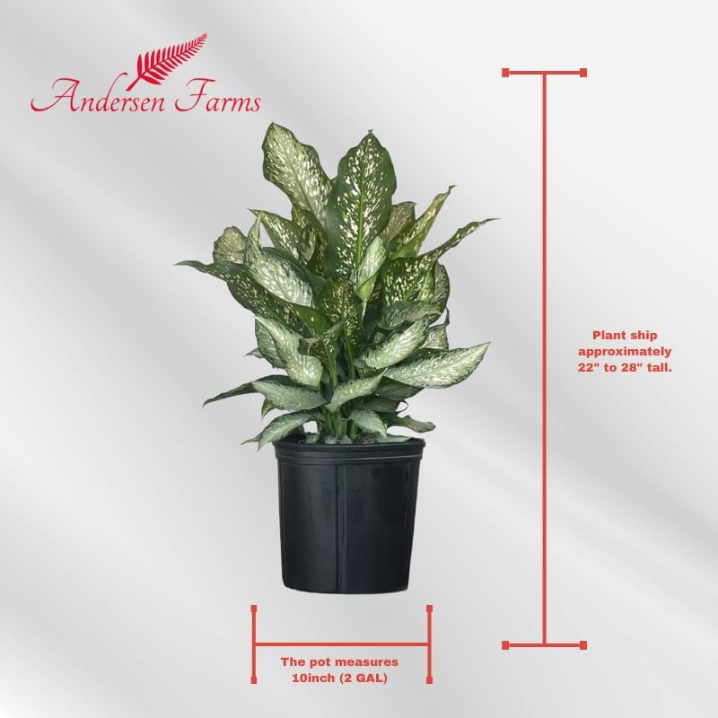 Dieffenbachia Tiki Live Houseplant Ideal for Home and Office Decor (24-28 inches Tall) in 10 inch Grower Pot