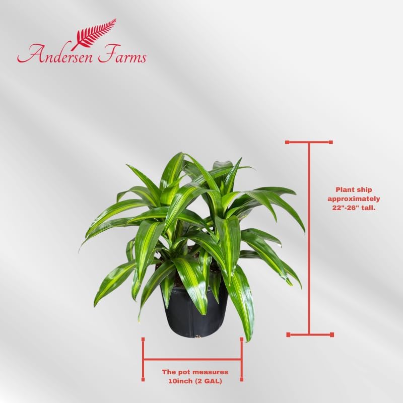 Dracaena Hawaiian Sunshine Live Plant, Indoor/Outdoor, 10-inch Grower Pot