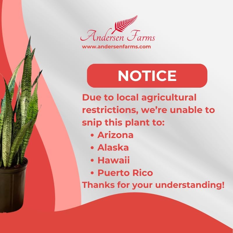 Sansevieria Zeylanica Live Plant Indoor/Outdoor in 10 in Grower Pot