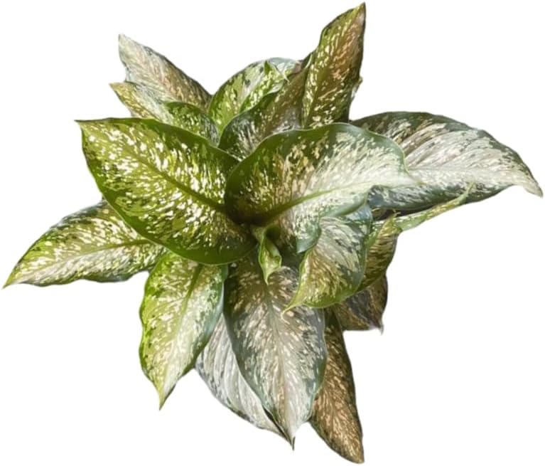 Dieffenbachia Tiki Live Houseplant Ideal for Home and Office Decor (24-28 inches Tall) in 10 inch Grower Pot