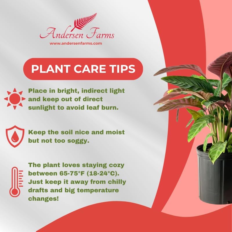 Calathea Warscewiczii Live Plant Indoor/Outdoor in 10 in Grower Pot, Green, White