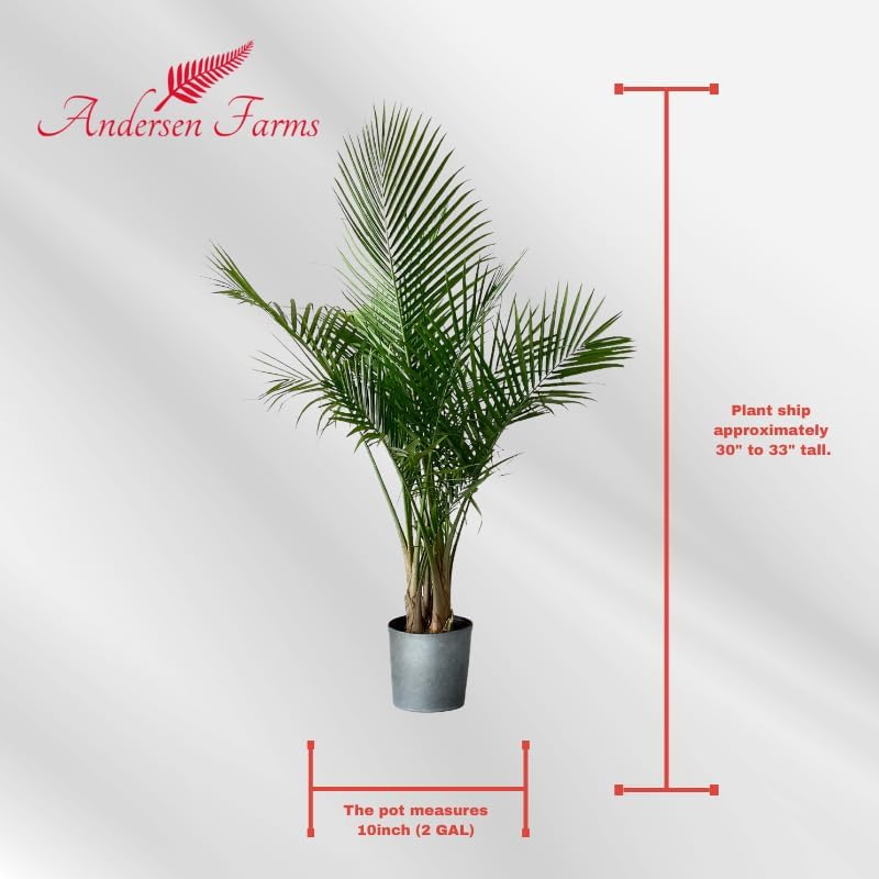 Majesty Palm Live Plant Indoor/Outdoor in 10 in Grower Pot