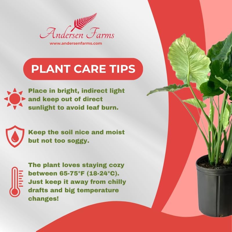 Alocasia Calidora Live Plant Indoor/Outdoor in 10 in Grower Pot, Green