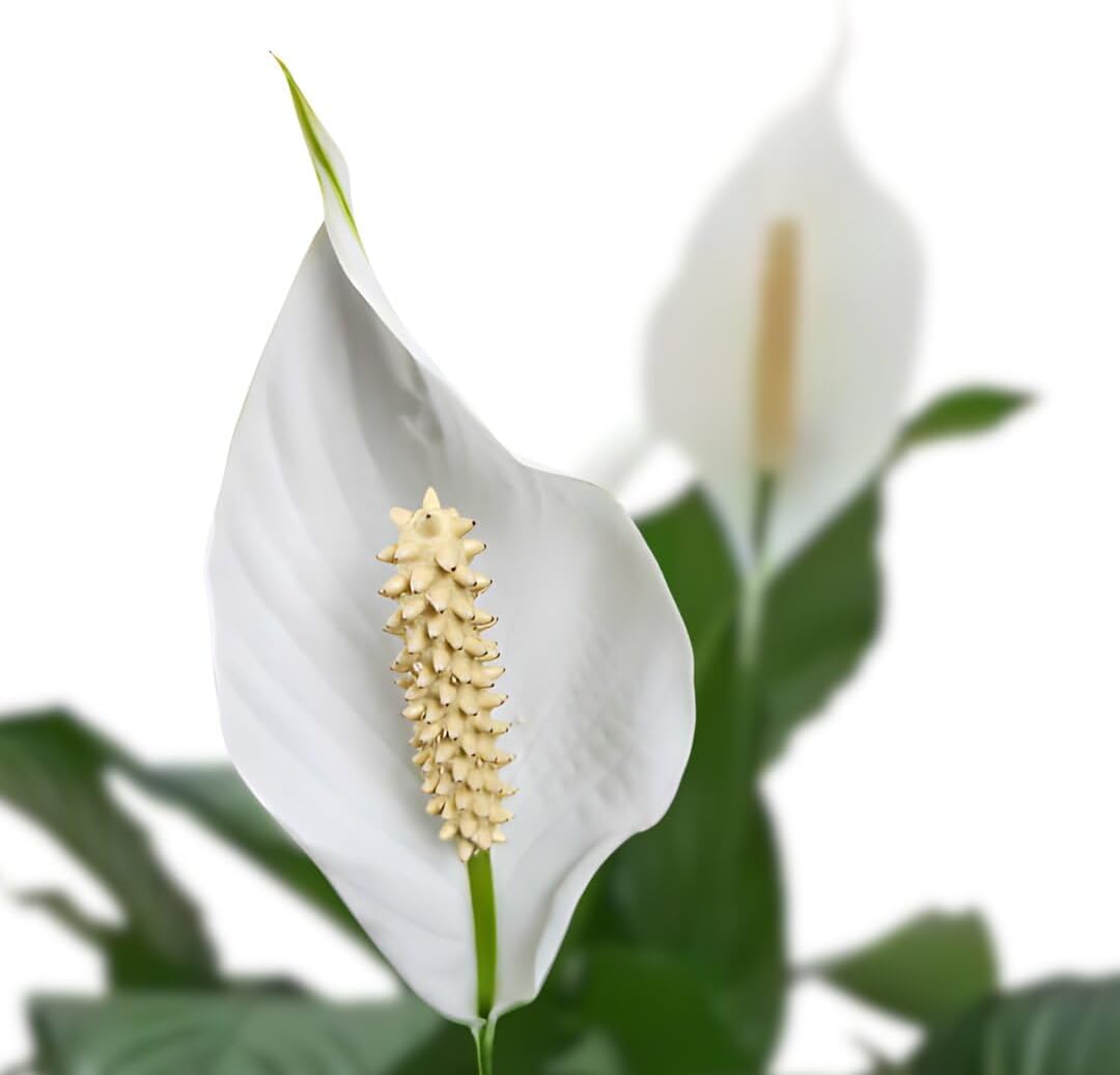 Spathiphyllum Sweet Pablo Plant 'Peace Lily' Live Plant - Indoor/Outdoor in 10-inch Grower Pot