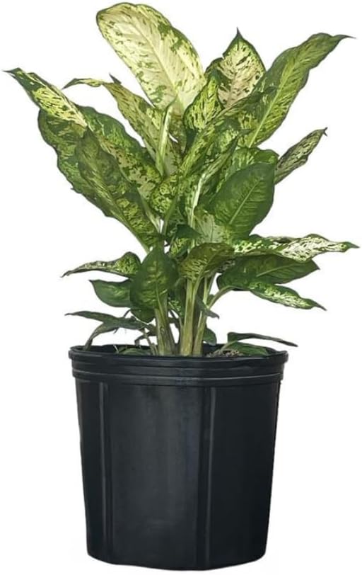 Dieffenbachia Sublime Live Plant – Indoor/Outdoor, 10-inch Grower Pot
