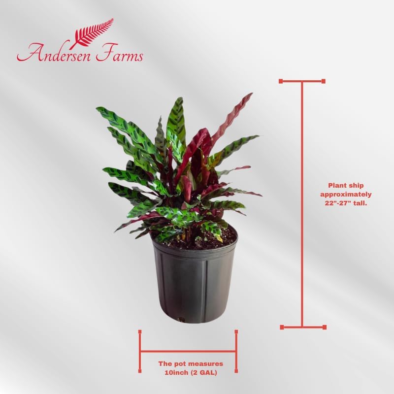 Calathea Lancifolia Live Plant Indoor/Outdoor in 10 in Grower Pot, Green, White