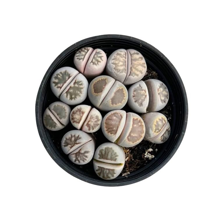 Lithops & Succulent Collection