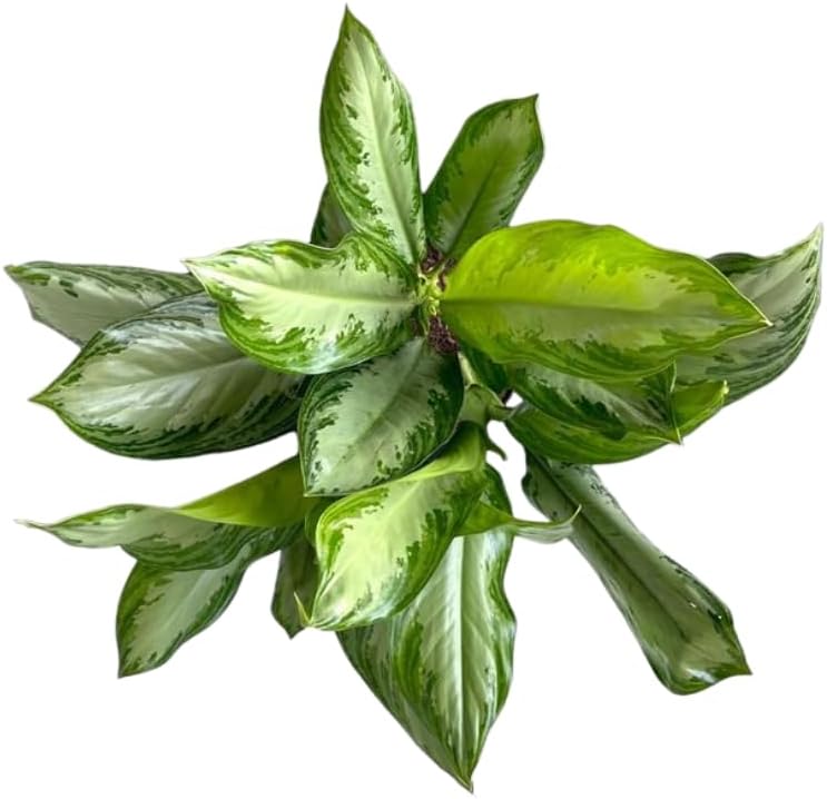 Aglaonema Silver Bay Live Plant Indoor/Outdoor in 10 in Grower Pot