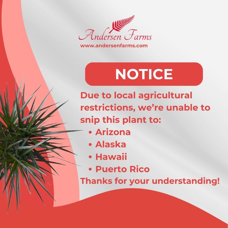 Dracaena Marginata Magenta Live Indoor/Outdoor Plant in 10 in Grower Pot