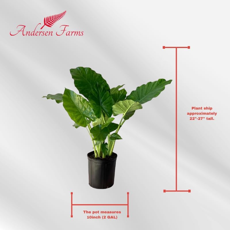 Alocasia California Live Plant Indoor/Outdoor in 10 in Grower Pot, Green
