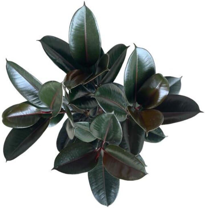 Burgundy Ficus Live Indoor/Outdoor Plant 10" Growers Pot