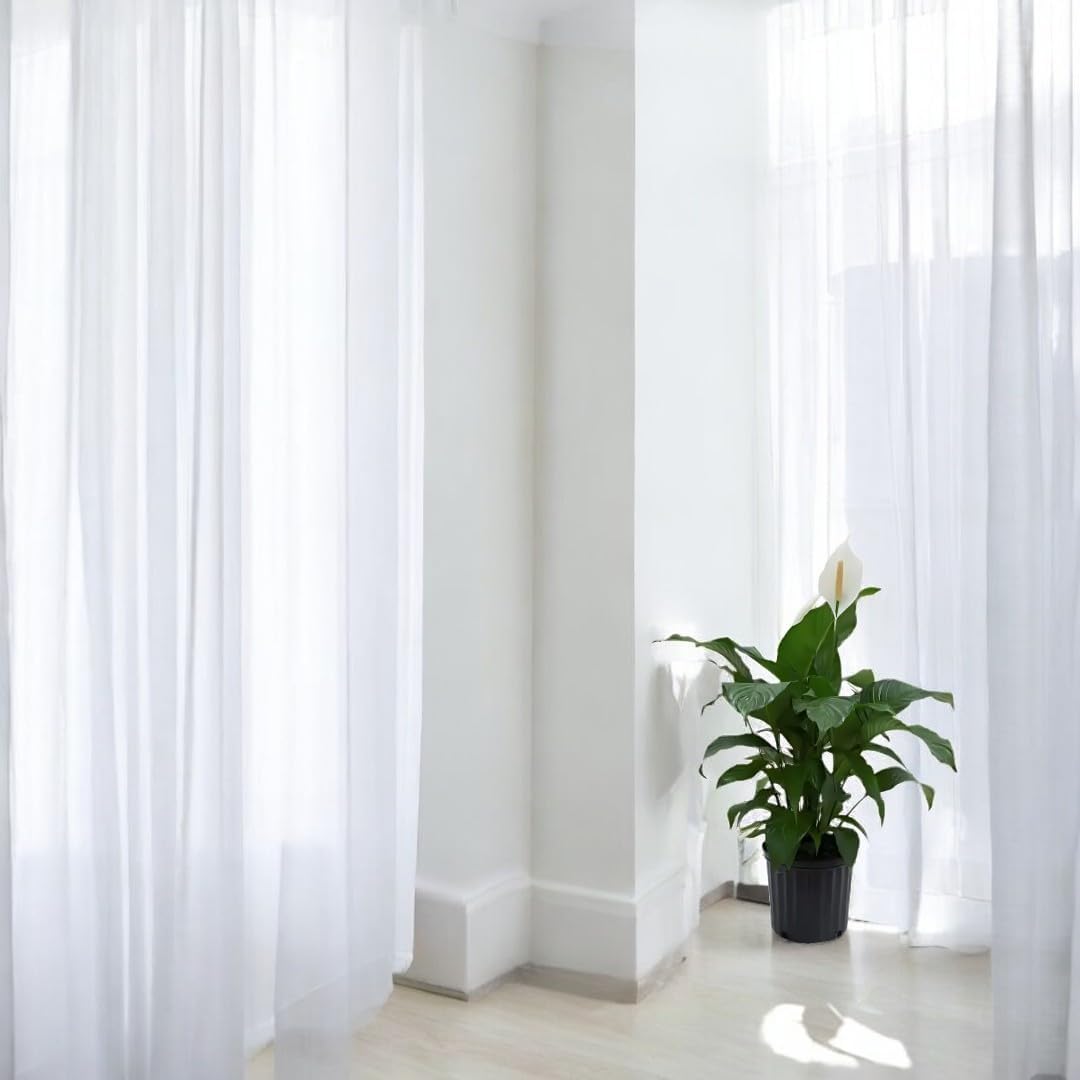 Spathiphyllum Sweet Pablo Plant 'Peace Lily' Live Plant - Indoor/Outdoor in 10-inch Grower Pot