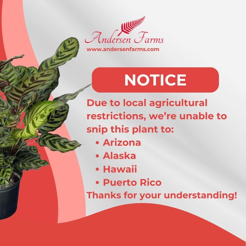 Calathea Makoyana Live Plant Indoor/Outdoor in 10 in Grower Pot